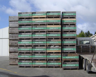 Kiwifruit Processing Company Ltd Korean page